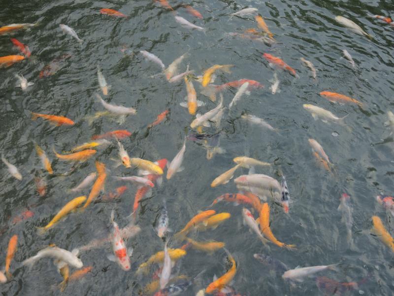 The Millen Penang, Autograph Collection Hotel George Town Eksteriør billede Goldfish